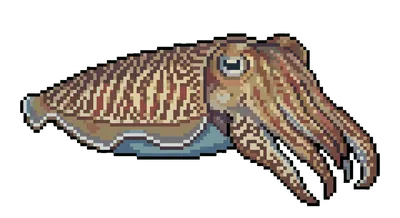 Cuttlefish - marine life spotted by Fathy Rashad while diving