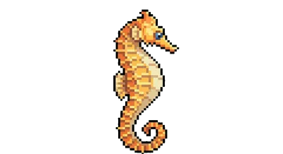 Sea Horse - marine life spotted by Fathy Rashad while diving