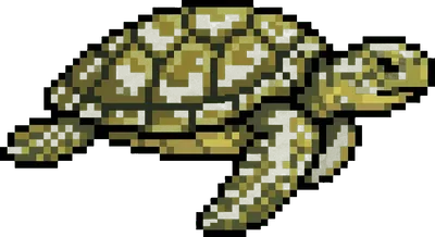 Sea Turtle - marine life spotted by Fathy Rashad while diving