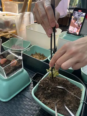 Fathy Rashad hobby - Terrarium Making